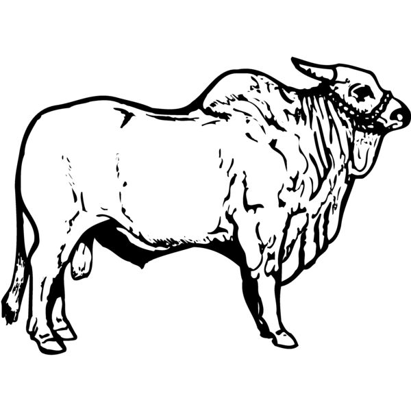 COW018 Thumbnail