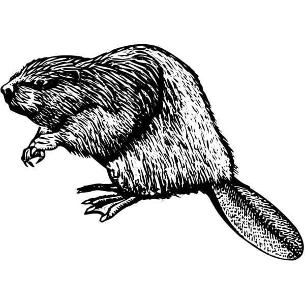 BEAVER01 Thumbnail