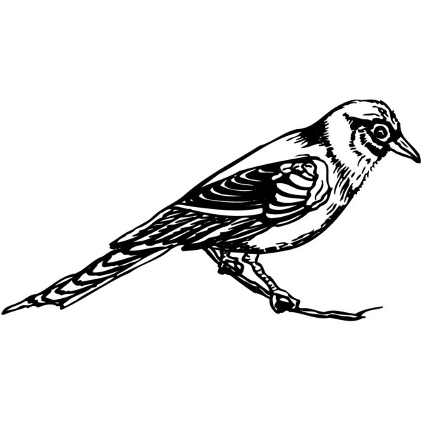 BIRD030 Thumbnail
