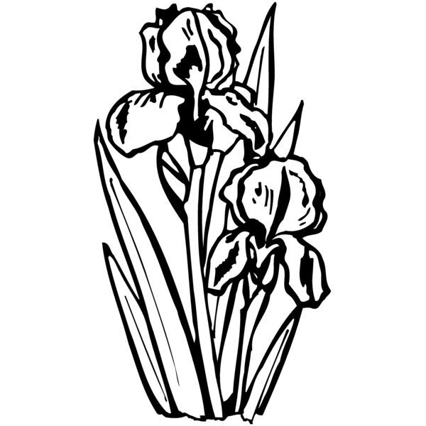 FLOWER20 Thumbnail